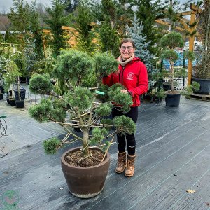 Borovica horská (Pinus Mugo) ´COLUMNARIS´ - výška 100-120 cm, kont. C70L - BONSAJ  (-25°C)